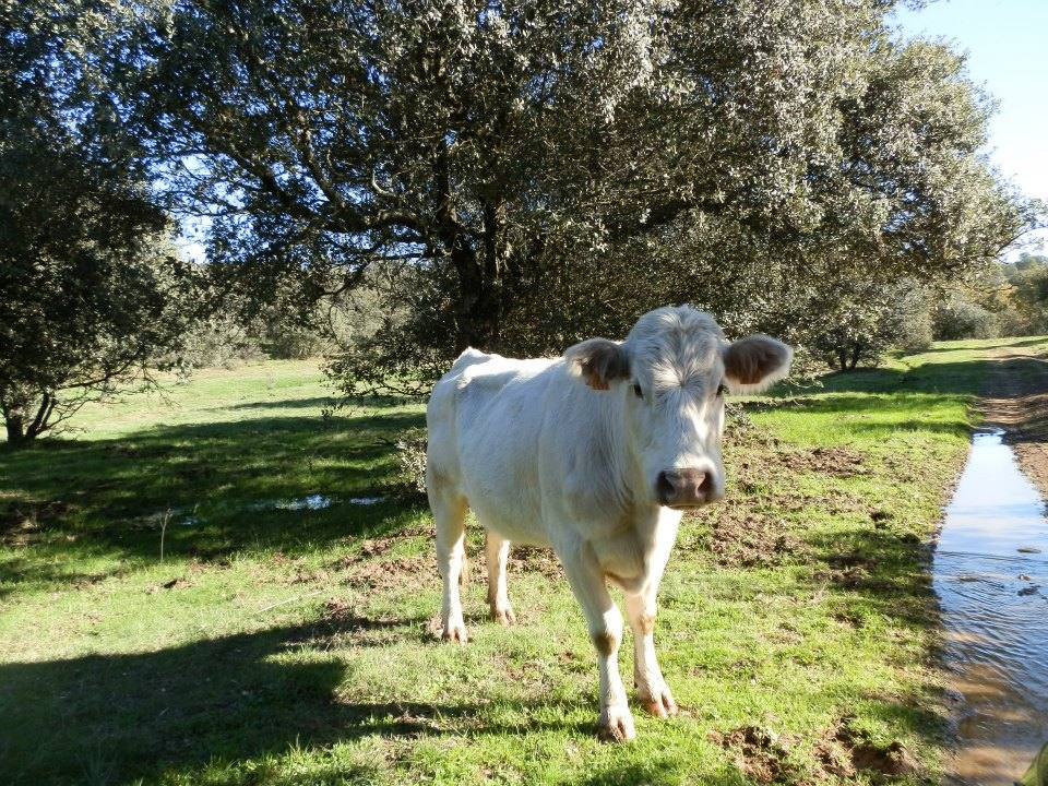 Ruta Garciaz-Zorita, en la divisoria de aguas Tajo-Guadiana