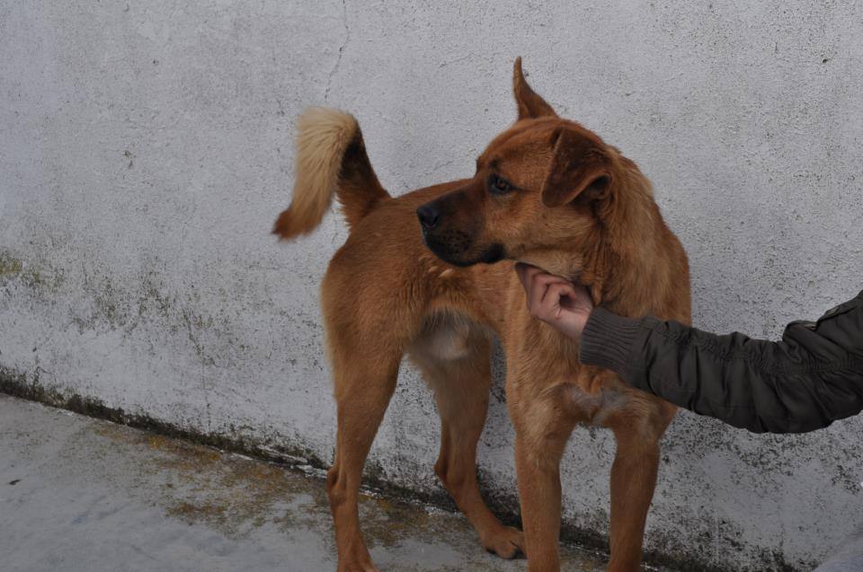 Estos perros abandonados en Badajoz buscan un hogar