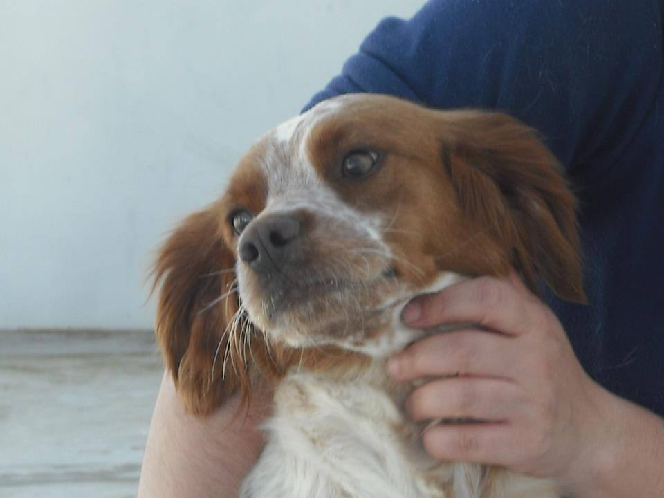 Tanto, Roco, Yoly, Yuma, Caspio y Volga tienen dos semanas más para ser adoptados