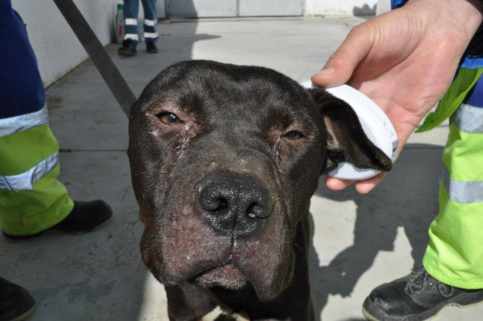 Nueve perros piden ayuda para no ser sacrificados (20/03/13)