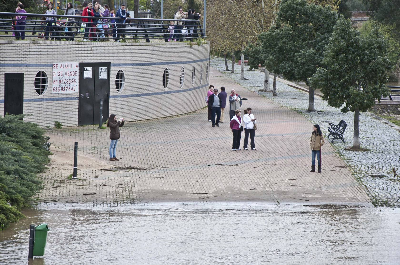 Cientos de pacenses se acercan para ver la crecida del Guadiana