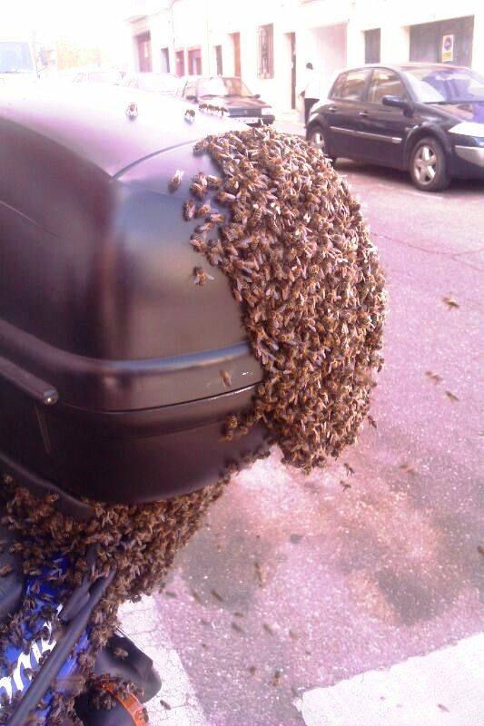 Miles de abejas forman un enjambre sobre una moto en pocos minutos