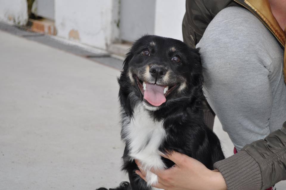 Doce perros piden ayuda para no ser sacrificados (25 abril 2013)
