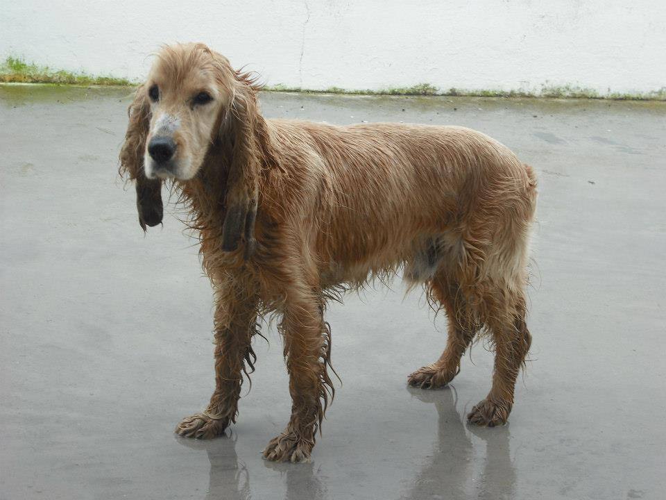 Catorce perros piden ayuda para no ser sacrificados